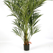 Fás törzsű KENTIA mű pálma fekete ültető kaspóban.