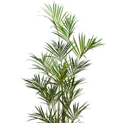 Realisztikus kencia pálma levelek közelről, részletgazdag kidolgozással.