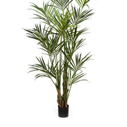 Mű kencia pálma alsó törzse és levelei fekete ültető kaspóban.