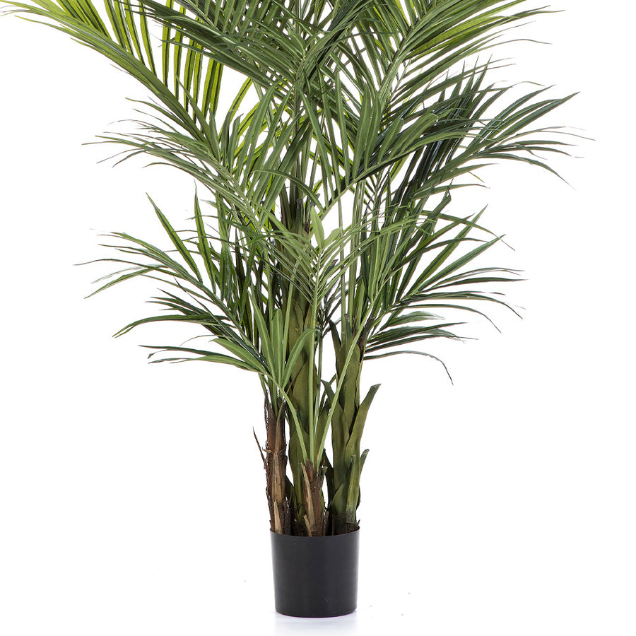 Fás törzsű KENTIA mű pálma fekete ültető kaspóban.