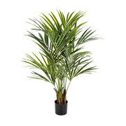 KENTIA zöld mű kencia pálma 140 cm fekete kaspóban.