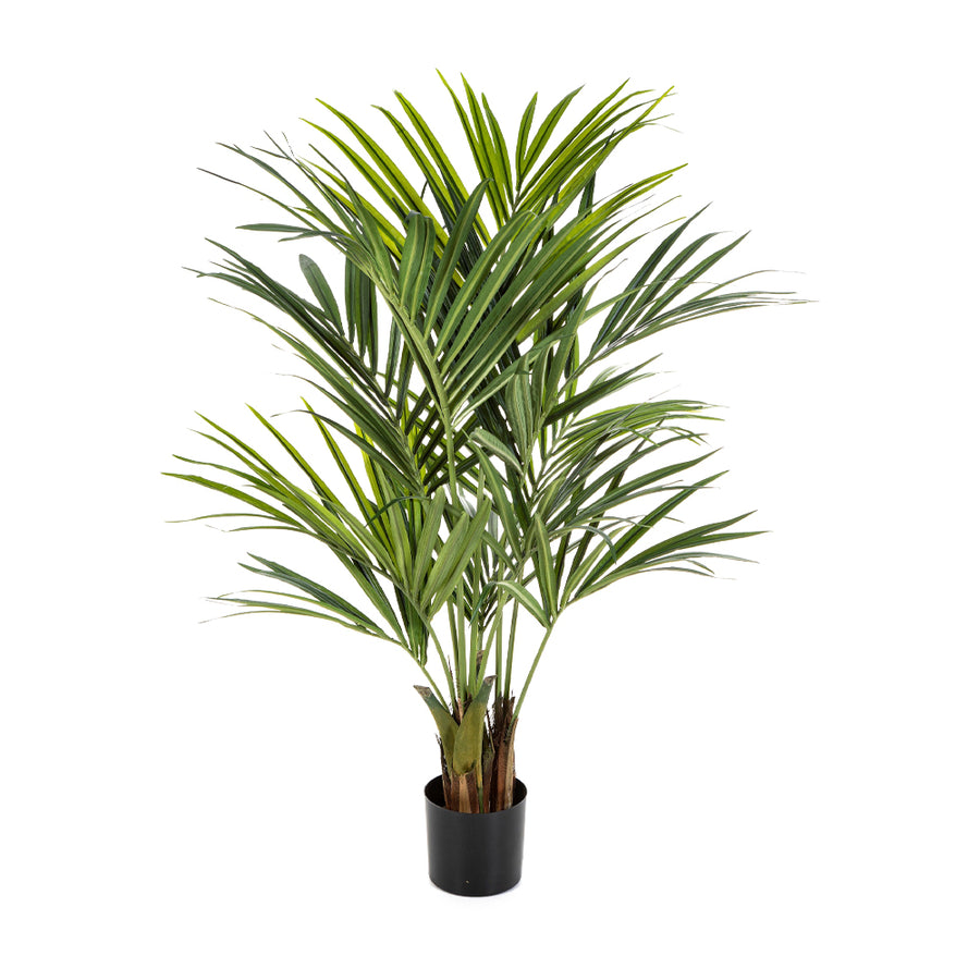 KENTIA zöld mű kencia pálma 140 cm fekete kaspóban.