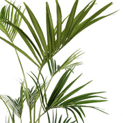 Valósághű zöld levelek részletfotó a Kentia kencia pálmán