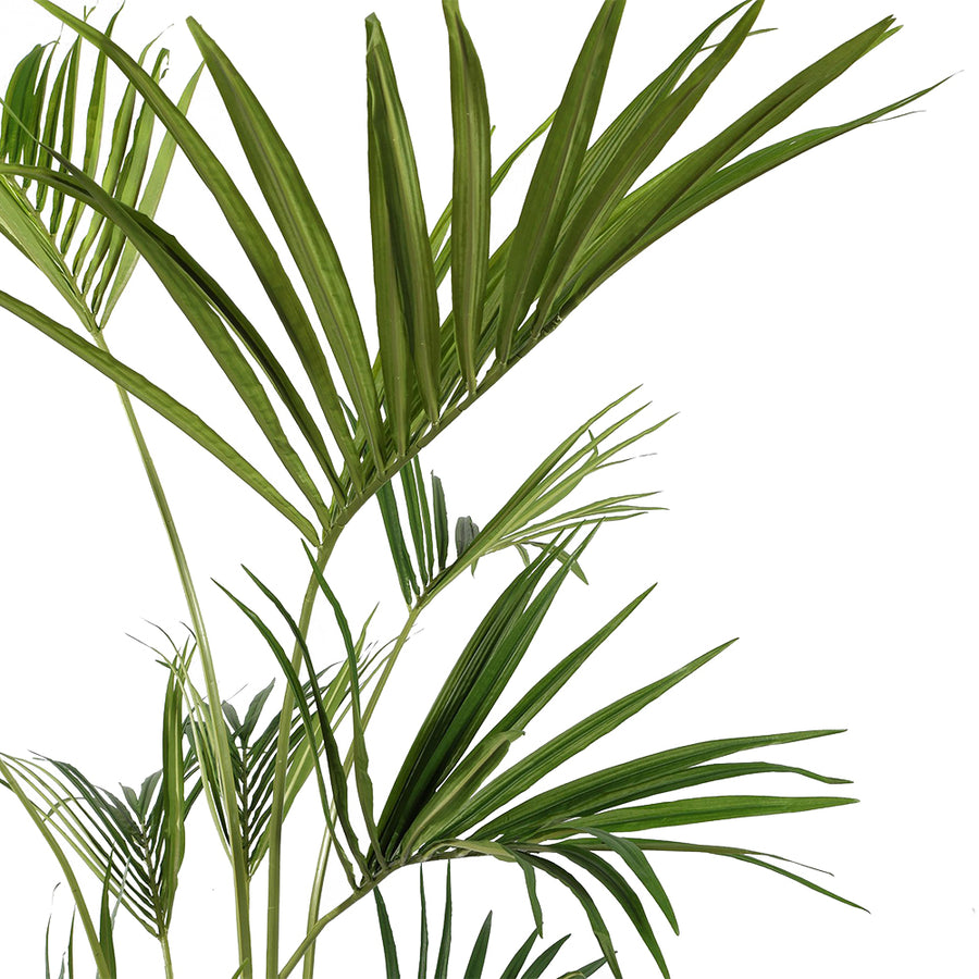 Valósághű zöld levelek részletfotó a Kentia kencia pálmán