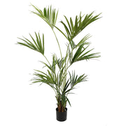 Kentia zöld mű kencia pálma 180 cm fekete kaspóban, teljes növény fotó