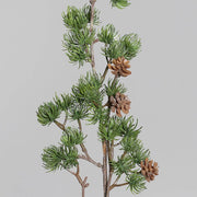 Közelkép a LARIX ág felső részéről – sűrű tűlevél-pamacsok és barnás tobozok.