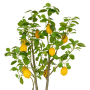 Mű citromfa.