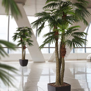 LIVISTONA óriás mű legyezőpálma modern beltéri térben, fekete kaspóban elhelyezve.