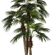 LIVISTONA mű óriás legyezőpálma részletgazdag, sugarasan szeldelt levelei közelről.