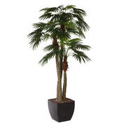 300 cm magas, élethű mű LIVISTONA óriás legyezőpálma fekete kaspóban, részletgazdag levelekkel és tüskés törzzsel.