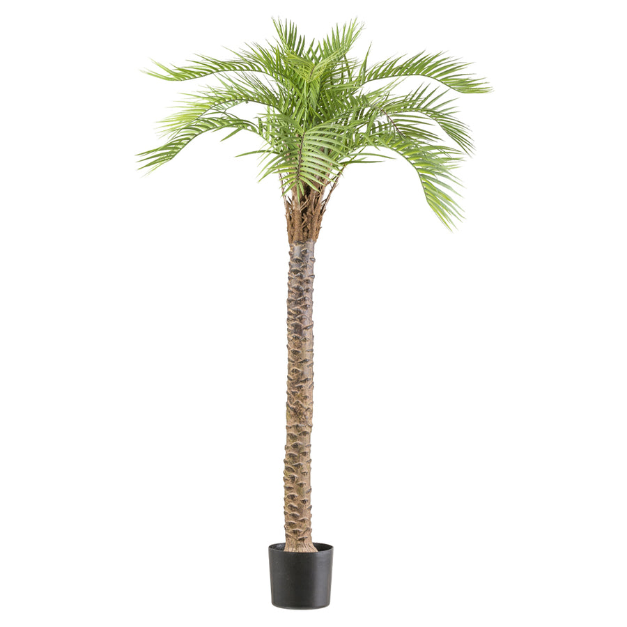 MACAUBA PALM zöld mű pálmafa 175 cm fekete műanyag kaspóban