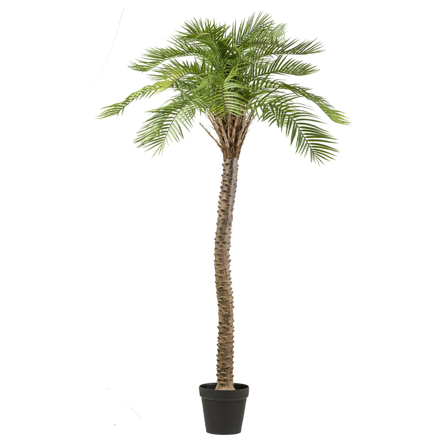 MACAUBA PALM zöld mű pálmafa 235 cm fekete műanyag kaspóban