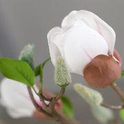 Fehér magnólia virágbimbó és levél részlet közelről