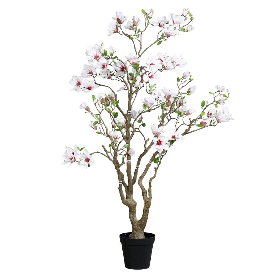 Fehér mű magnóliafa 200 cm fekete cserépben, teljes nézet