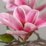 Rózsaszín magnólia virág részlet élethű szirmokkal