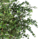 Maple Green 330 cm mű juharfa dús zöld lombkoronájának részlete