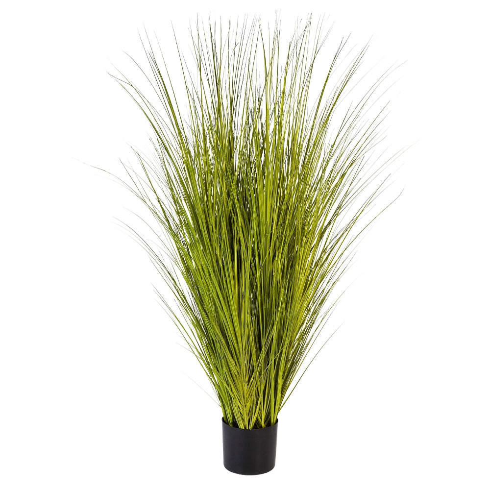 MISCANTHUS GOLD mű japánfű bokor 125 cm fekete kaspóban