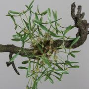 Részletfotó Real Touch mű fagyöngy bokorról zöld levelekkel és bogyókkal, élethű kidolgozásban.