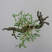 Prémium minőségű, élethű mű fagyöngy bokor, 40 cm-es méretben, ünnepi dekorációhoz.