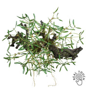 Nagyméretű, 58 cm hosszú, 50 cm átmérőjű zöld mű fagyöngy bokor Real Touch hatással, karácsonyi dekorációhoz.