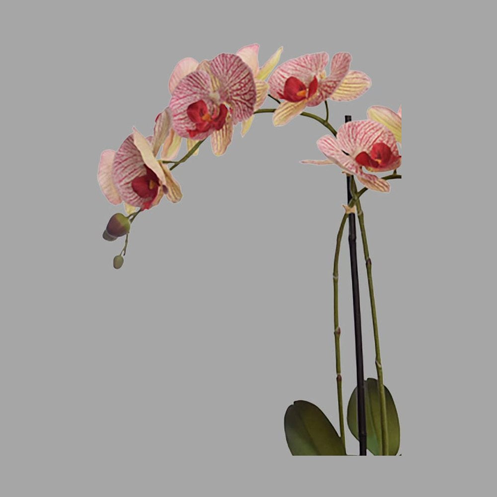 Burgundi-zöld színárnyalatú mű orchidea.