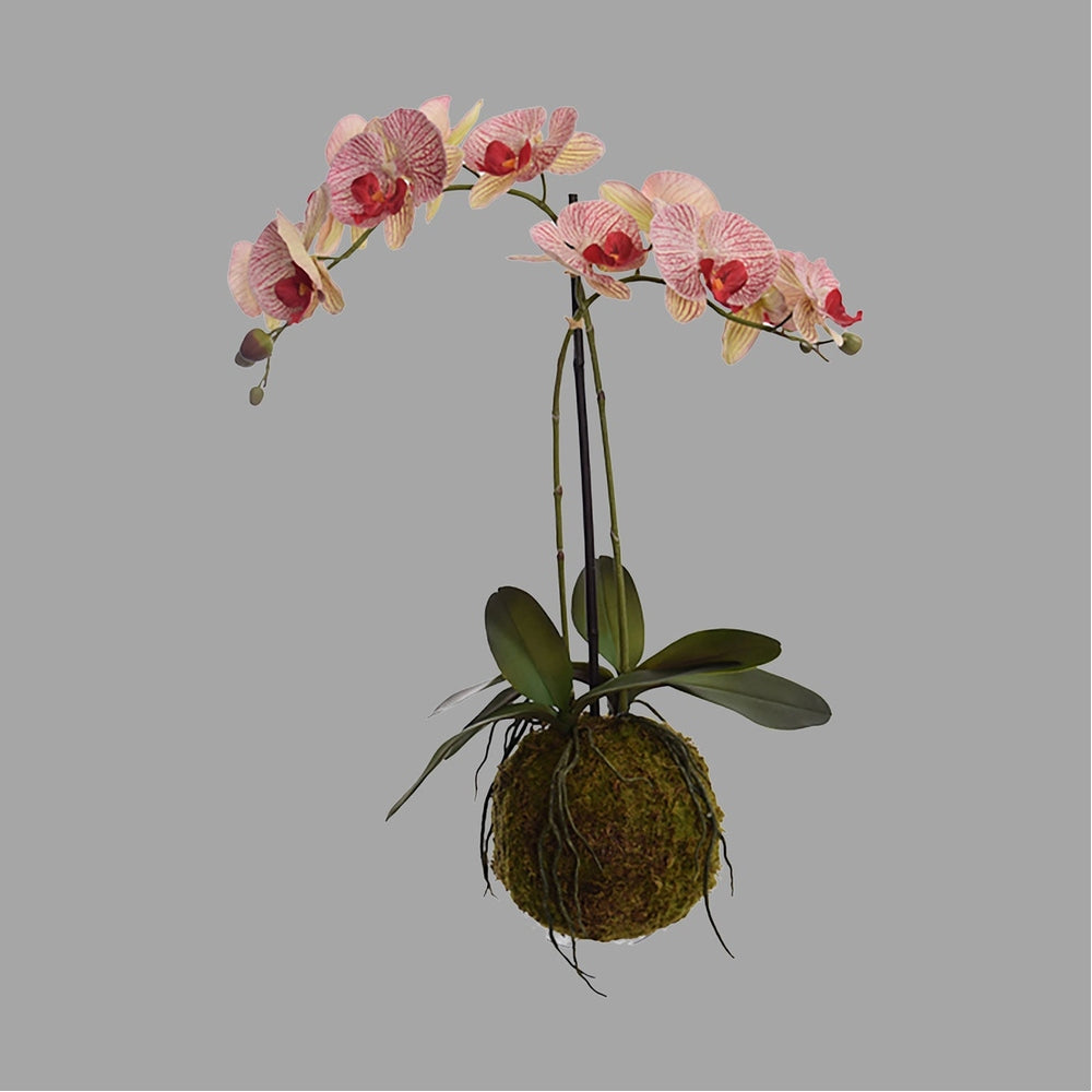 Burgundi-zöld színárnyalatú mű orchidea.