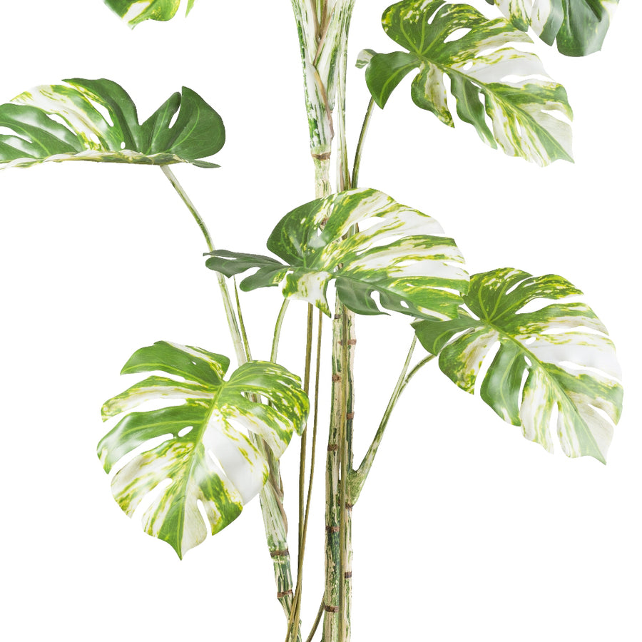 MONSTERA VARIEGATA zöld fehér foltos mű könnyezőpálma 160 cm