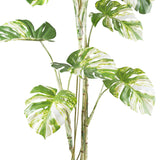 MONSTERA VARIEGATA zöld fehér foltos mű könnyezőpálma 160 cm