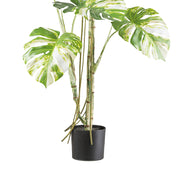 MONSTERA VARIEGATA zöld fehér foltos mű könnyezőpálma 160 cm