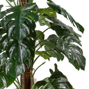 Osztott, lyukacsos mű Monstera levelek részletfotó.