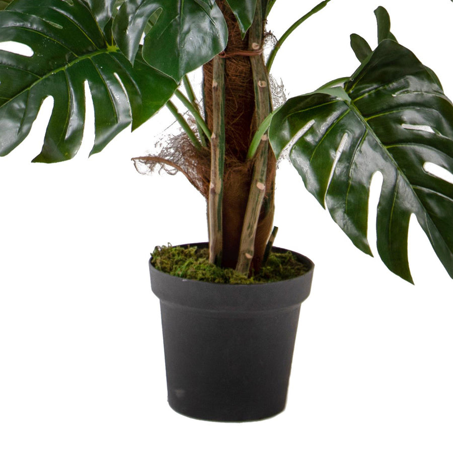 Mű könnyezőpálma szára és mohaszerű talajborítása fekete cserépben.