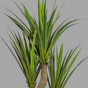 Zöld színű levelű, agave műnövény, fekete műanyagkaspóban.