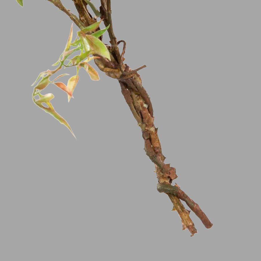 Krémszínű bazsarózsákból készült girland műnövény.