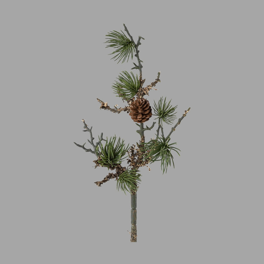 Zuzmóval borított, mű cédrusfenyőág.