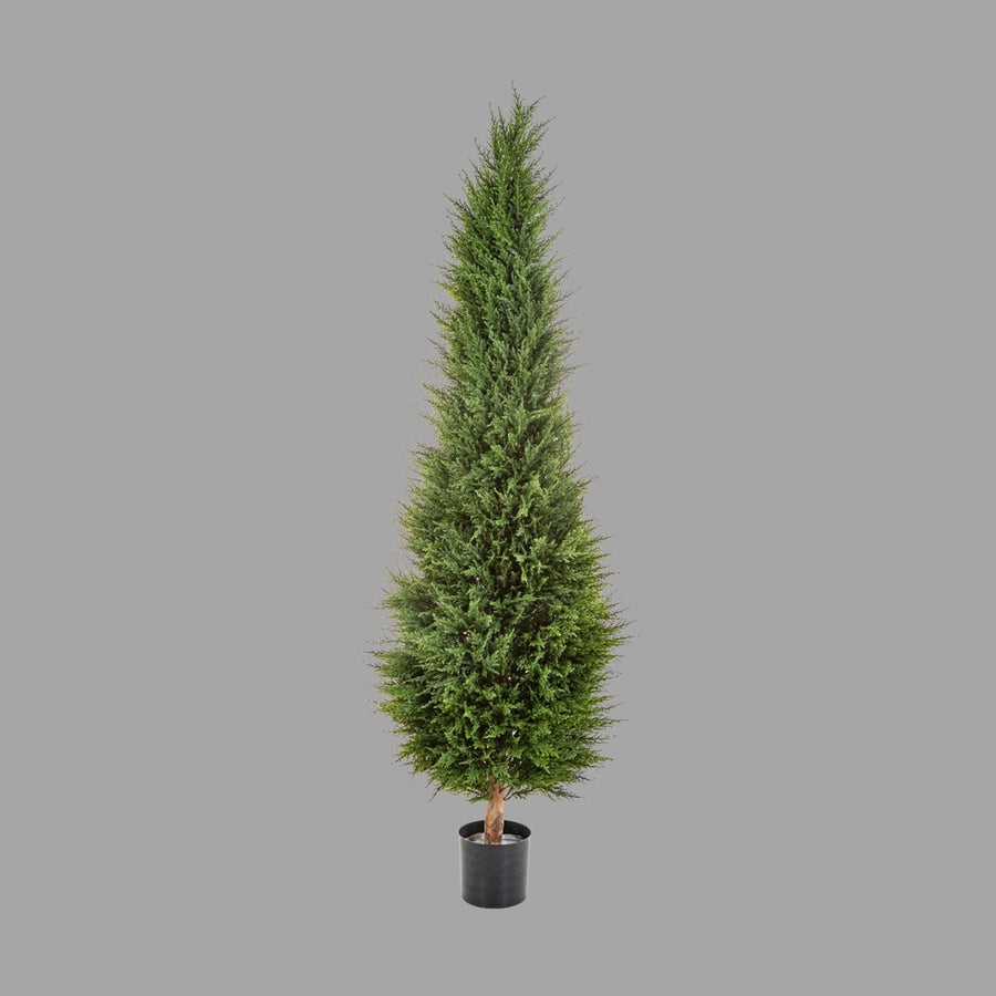 Ciprusfa műnövény.