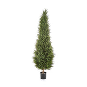 Ciprusfa műnövény.