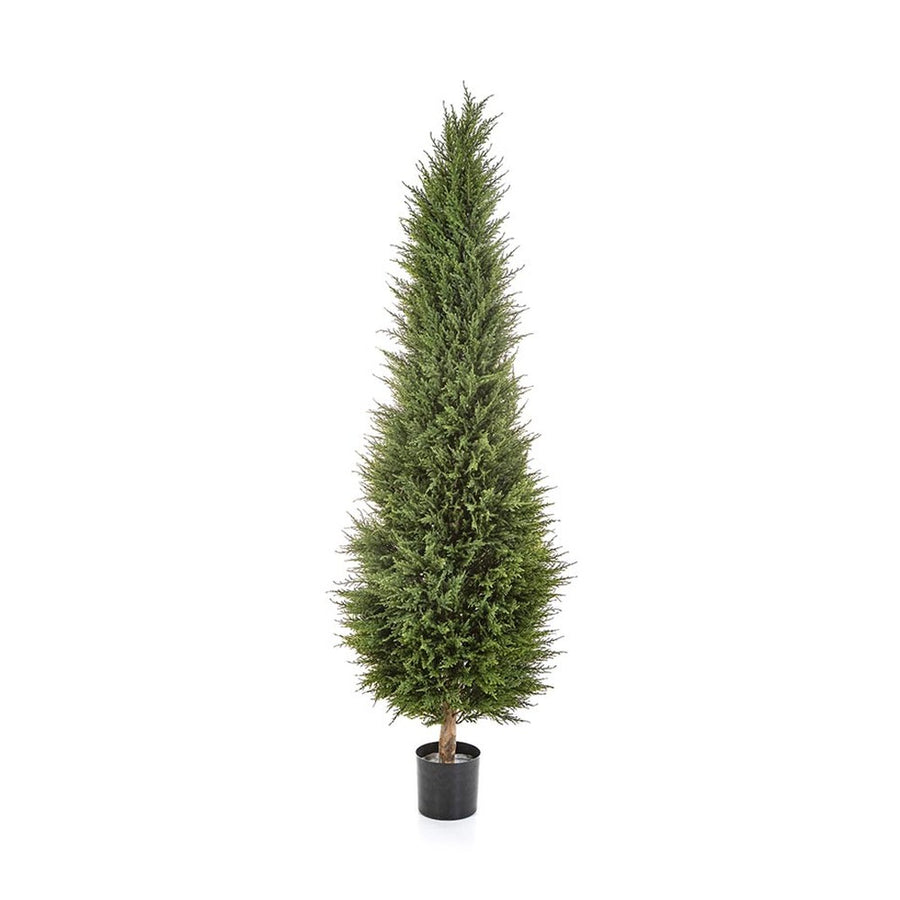 Ciprusfa műnövény.