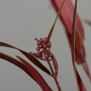 Bordó színű eukaliptusz ág műnövény.