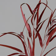 Bordó színű eukaliptusz ág műnövény.