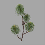 Mű feketefenyő ág.