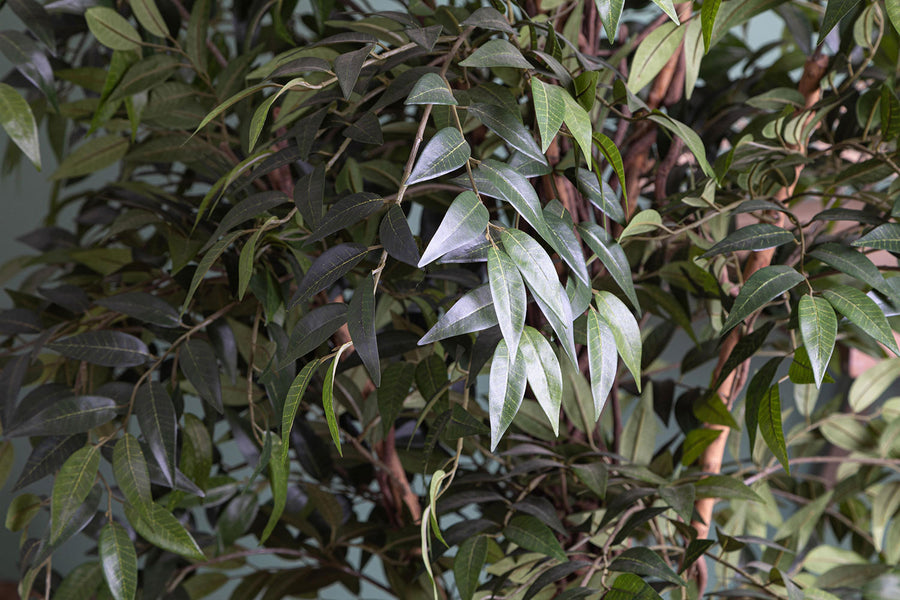 Dús lombozatú, mű fikusz cserje, fekete műanyag kaspóban.