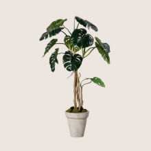 Mű Filodendron