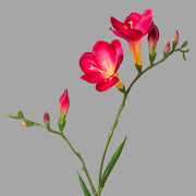 Fuksziaszínű, 2 ágú frézia művirág.