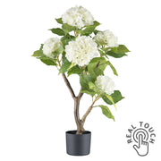 Krémszínű mű hortenzia bokor.