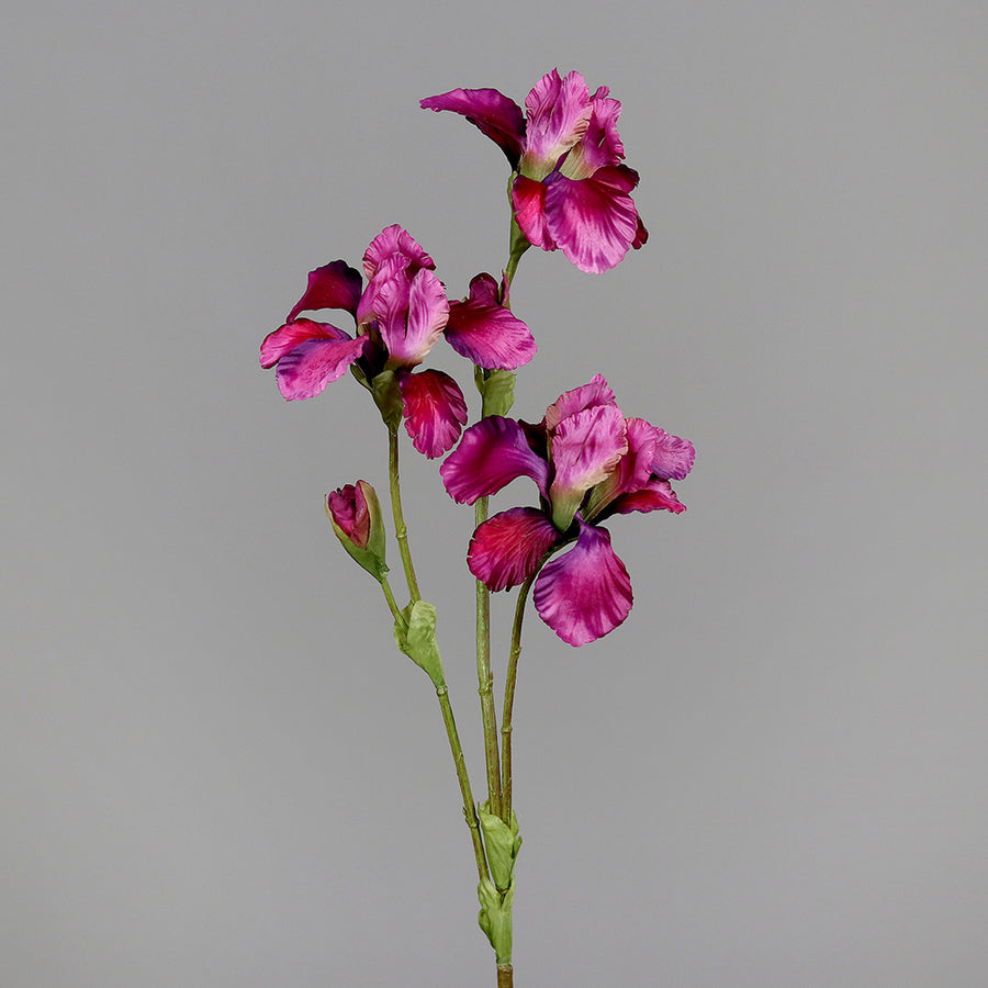 Fuksziaszínű, mű írisz virág.