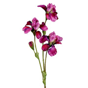 Fuksziaszínű, mű írisz virág.