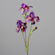 Lila színű, mű írisz virág.