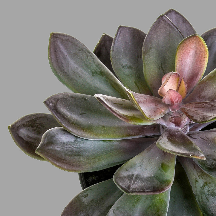 Kövirózsa műnövény cserépben Ø 22 x 20 cm lilászöld "Succulent"