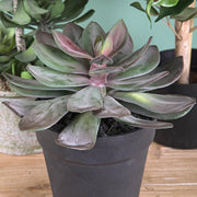 Kövirózsa műnövény cserépben Ø 22 x 20 cm lilászöld "Succulent"