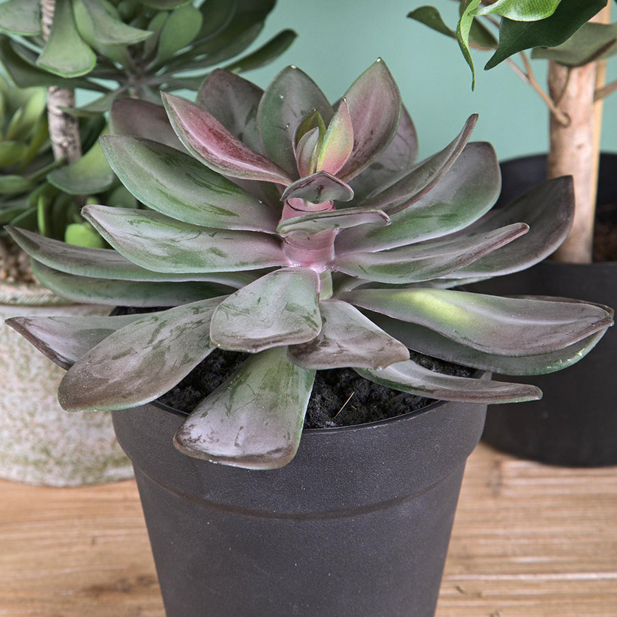 Kövirózsa műnövény cserépben Ø 22 x 20 cm lilászöld "Succulent"